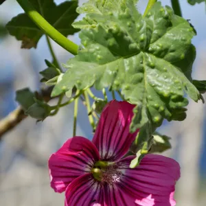 Anacapa Island Trip 2016-05, Malva assurgentiflora