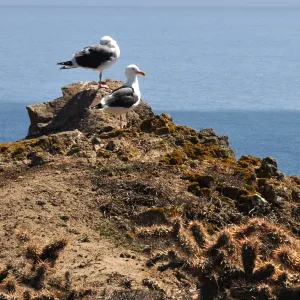 Anacapa Island Trip 2016-05, Seagulls
