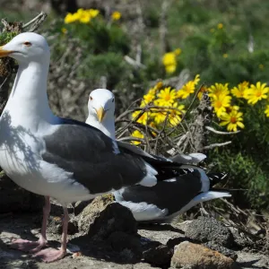 Anacapa Island Trip 2016-05, Seagulls, Coreopsis gigantea