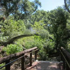 Fallen oak in Wooded Dell by Campbell Bridge