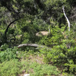 Fallen oak in Wooded Dell by Campbell Bridge