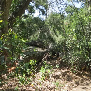 Downed oak in canyon by trail to water tank