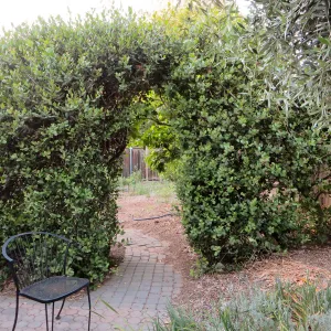 Betsy's Garden, Rhus integrifolia hedge