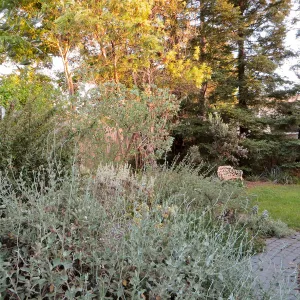 Betsy's Garden, Eriogonum cinereum and Sequoia sempervirens