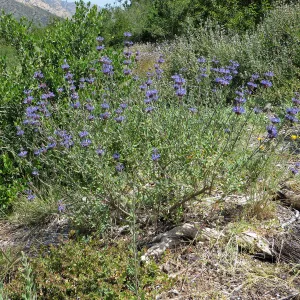 Porter Trail, Salvia (sage) Japatule