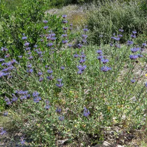 Porter Trail, Salvia (sage) Japatule
