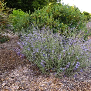 Tunnel Road Triangle, Salvia (Sage) Allen Chickering