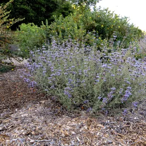 Tunnel Road Triangle, Salvia (Sage) Allen Chickering