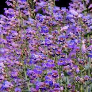 Tunnel Road Triangle, Penstemon spectabilis