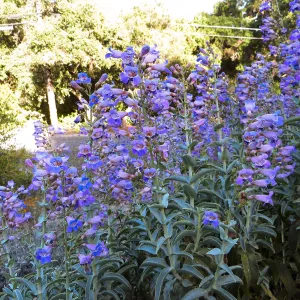 Tunnel Road Triangle, Penstemon spectabilis