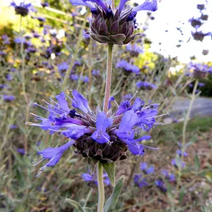 Tunnel Road Triangle, Salvia (Sage) Allen Chickering
