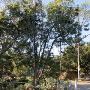 Parking lot, Lyonothamnus