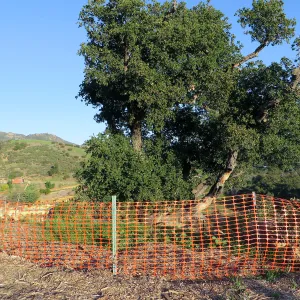 PCC construction, fencing protecting an oak tree