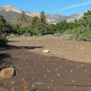 New meadow planting