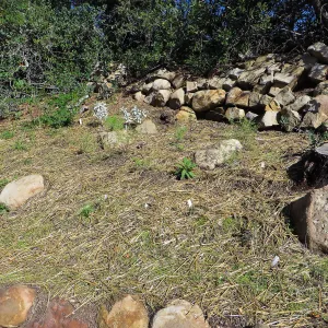 Slope ni Arroyo,at pollination deck, straw covering seeds