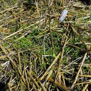 Slope ni Arroyo,at pollination deck, straw covering seeds