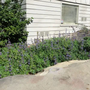 Salvia (sage) Bon Bon