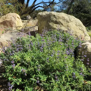 Salvia (sage) Bon Bon