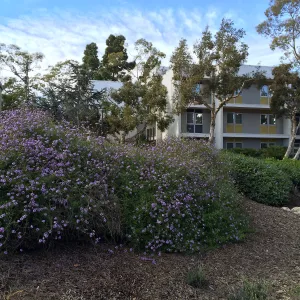 Verbena de la Mina at UCSB