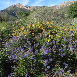 Ceanothus (California Lilac) volunteer 15-23 and Fremontodendron (Flananelbush) Daras Gold on Porter Trail