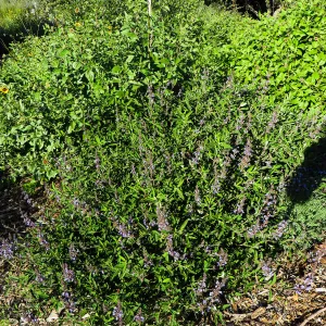 Volunteer Salvia (sage) 15-7, Porter Trail