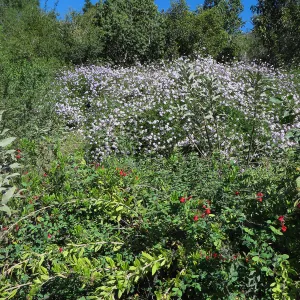 Verbena Paseo Rancho, Galvesia; Porter Trail