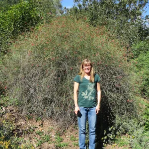Anne McInerney, Gambelia Gran Canyon, Porter trail