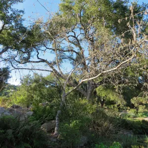 Acer negundo at pond