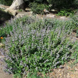 Salvia (sage) Firescape in Meadow border