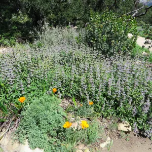 Salvia (sage) Firescape in Meadow border