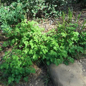 Drymocalis glandulosa, sticky cinqefoil in Meadow View
