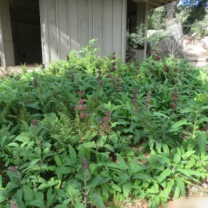 Salvia spathacea, hummingbird sage in from of Information Kiosk