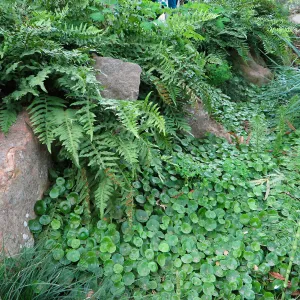 Hydrocotyl and Polypodium californicum, near entrance
