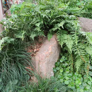 Hydrocotyl and Polypodium californicum, near entrance