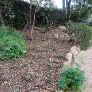 Arroyo after completion of sewer, below entrance