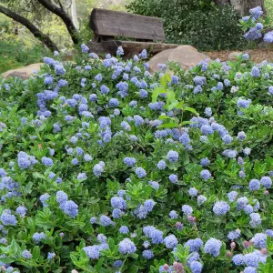 Ceanothus (California Lilac) sp. Manzanita Section