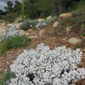 Eriogonum crocatum, upper parking lot bank
