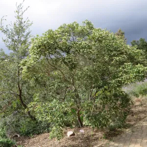 Comarostaphylis diversifolia in east Meadow border