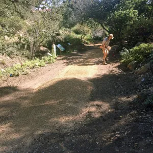 Spreading California gold gravel in Arroyo