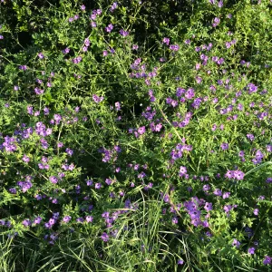 Pholistoma auritum, fiesta flower at Modoc Open Space in Santa Barbara