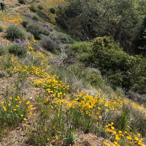 Figeuroa Mtn, California poppy