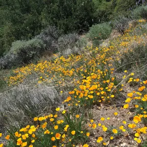 Figeuroa Mtn, California poppy