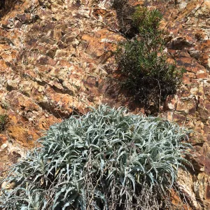 Figeuroa Mtn, Stephanomeria cichoriacea