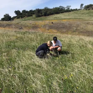 Figeuroa Mtn, wildflower hunters at Fritillaria site