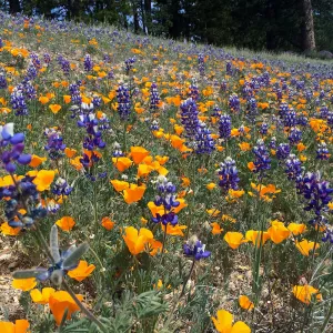 Figeuroa Mtn, Lupinus bicolor and California poppy