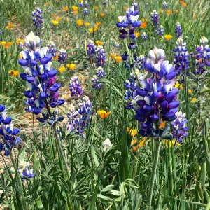 Figeuroa Mtn, Lupinus bicolor and California poppy