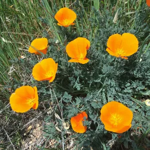 Figeuroa Mtn, California poppy