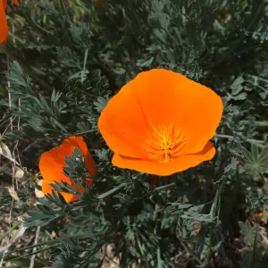 Figeuroa Mtn, California poppy