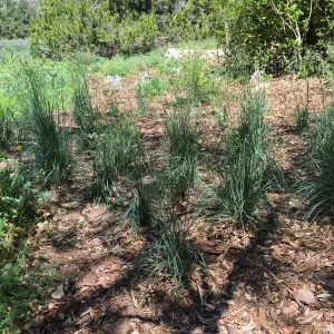 Festuca californica in Meadow border