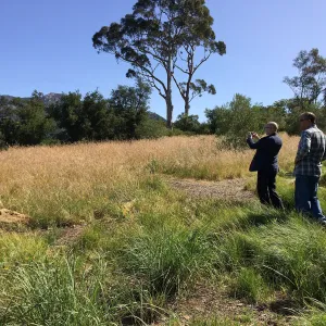 Nassella meadow at the Stepian garden